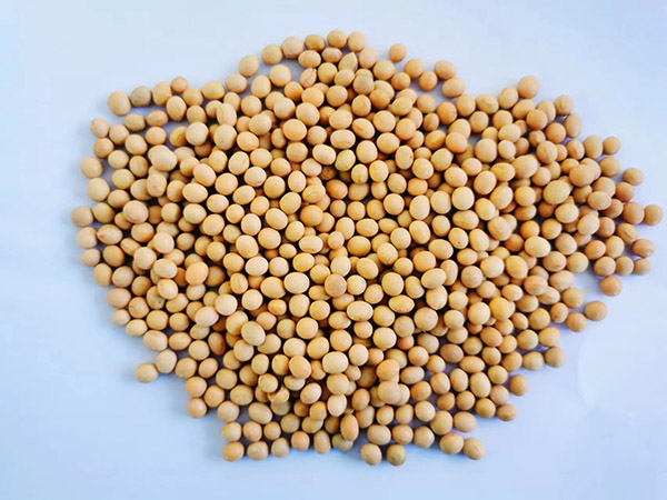 有機大豆    organic  soybean.jpg